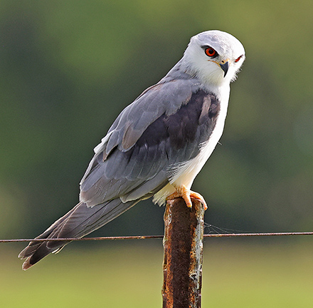 Black-winged Kite